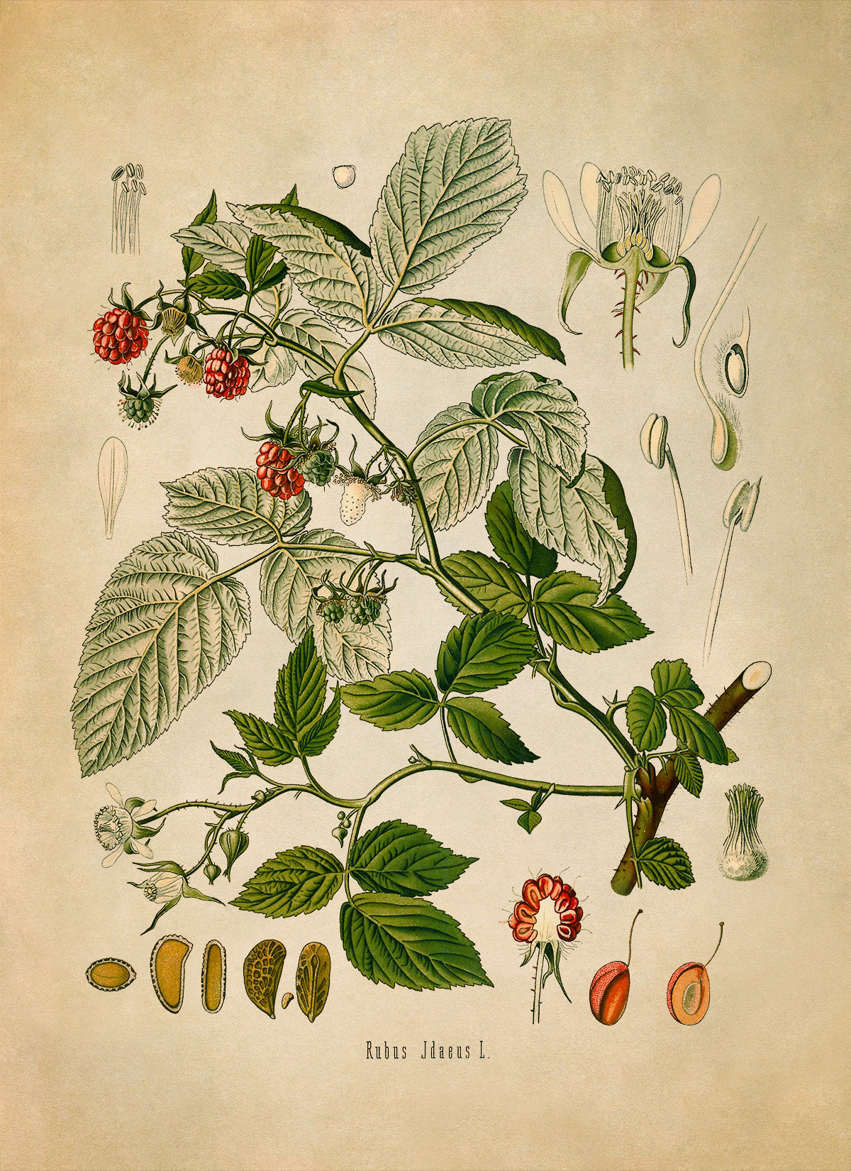 Red Raspberry Fruit Plant Botanical Illustration Print, MOBO33