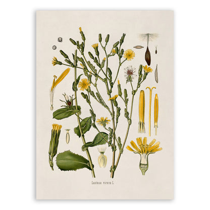 Wild Lettuce Plant Botanical Illustration Print, MOBO34