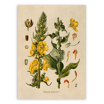 Orange Mullein Plant Botanical Illustration Print, MOBO35