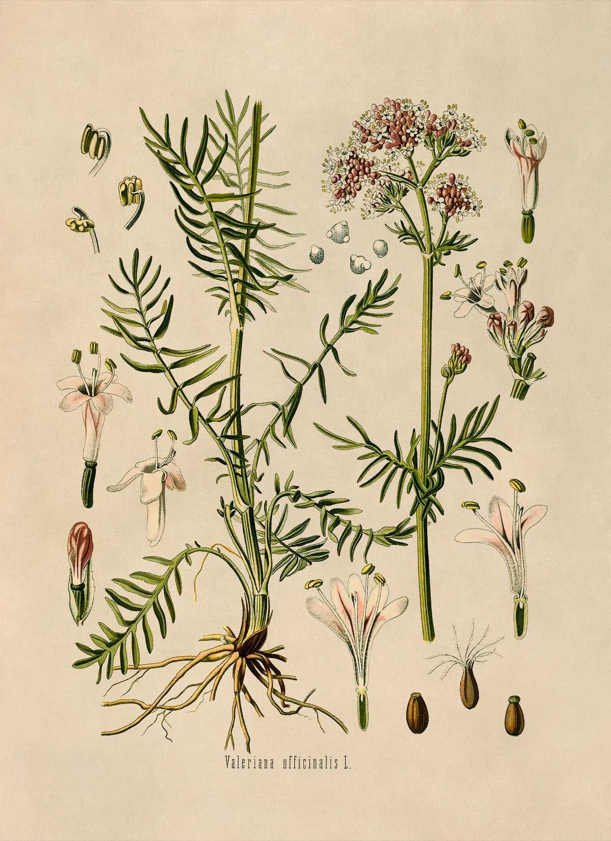 Valerian Plant Botanical Illustration Print, MOBO36