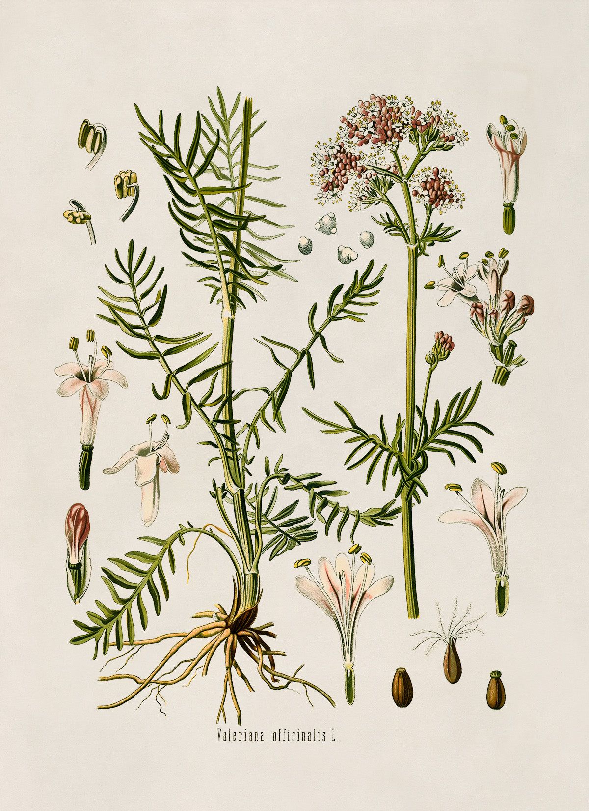 Valerian Plant Botanical Illustration Print, MOBO36