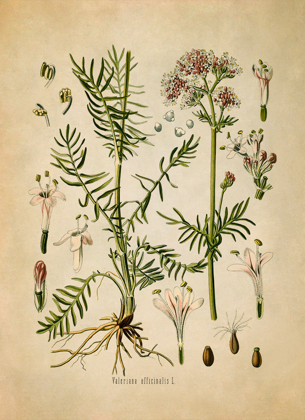 Valerian Plant Botanical Illustration Print, MOBO36