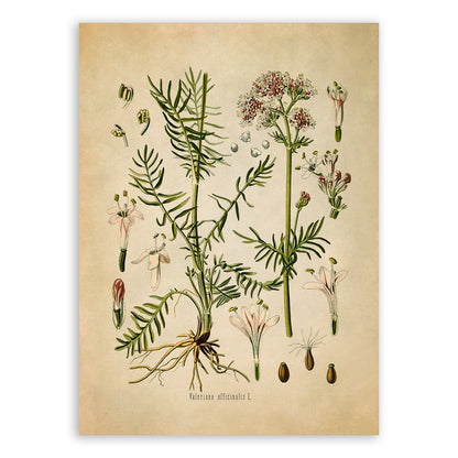 Valerian Plant Botanical Illustration Print, MOBO36