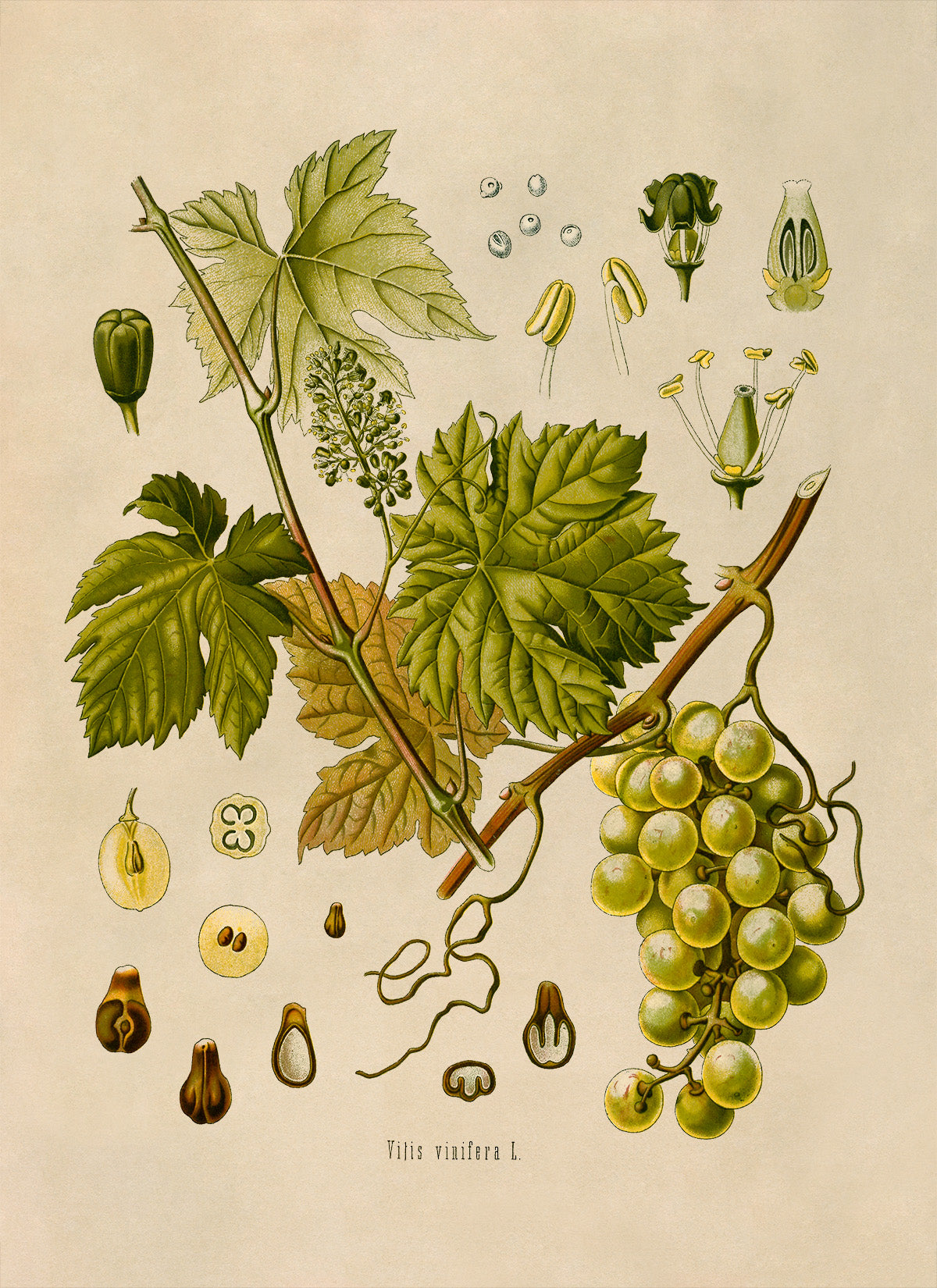 Grape Vine Plant Botanical Illustration Print, MOBO37