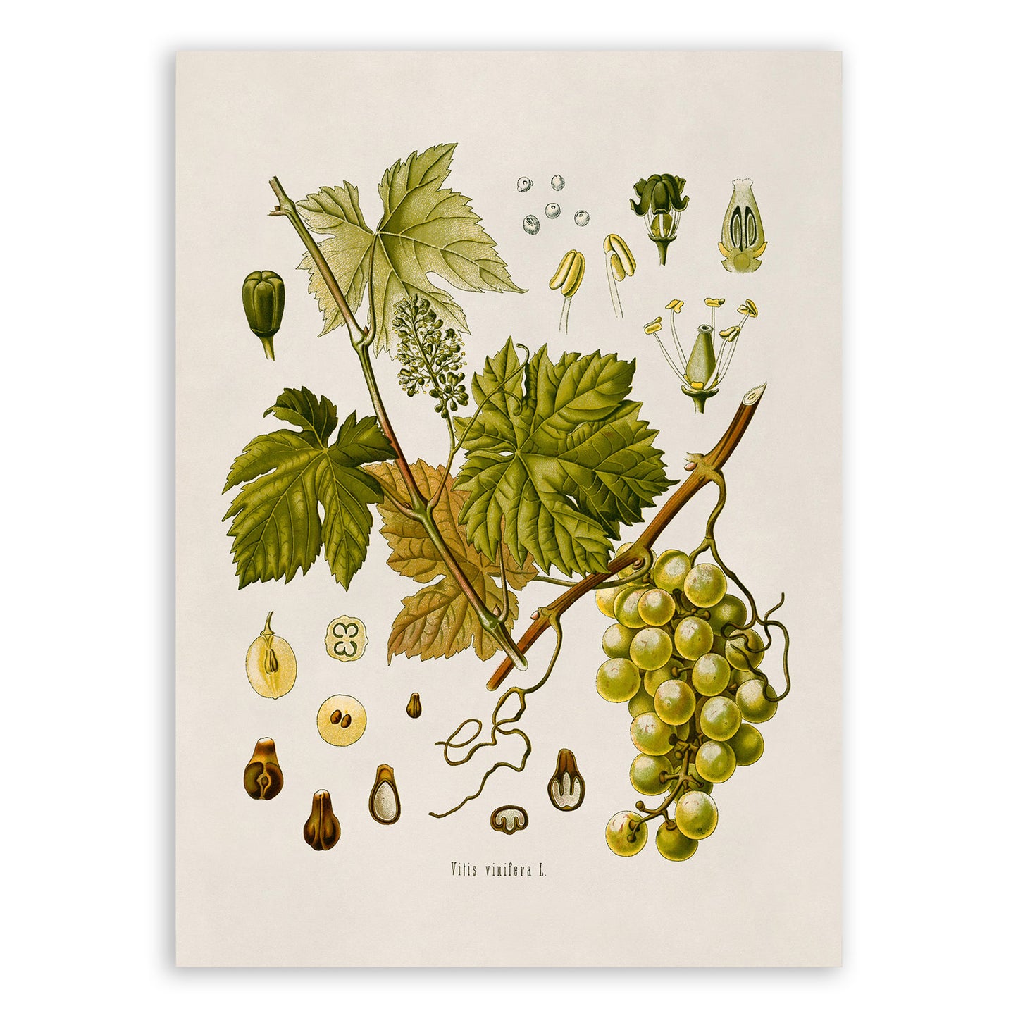 Grape Vine Plant Botanical Illustration Print, MOBO37