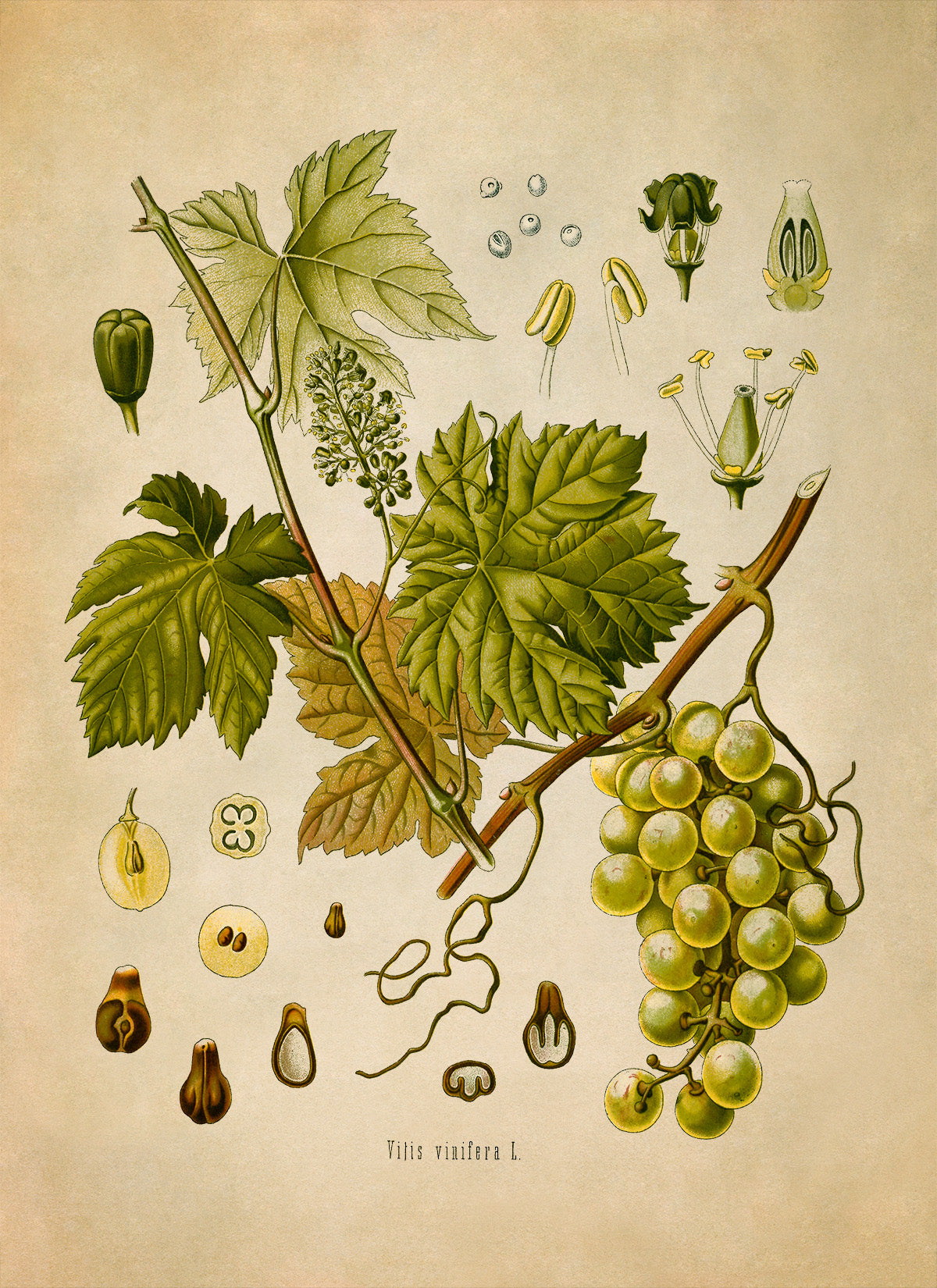 Grape Vine Plant Botanical Illustration Print, MOBO37