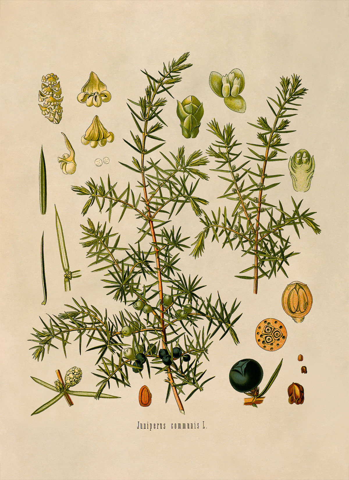 Juniper Plant Botanical Illustration Print, MOBO38