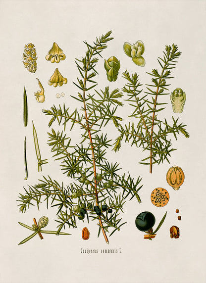 Juniper Plant Botanical Illustration Print, MOBO38