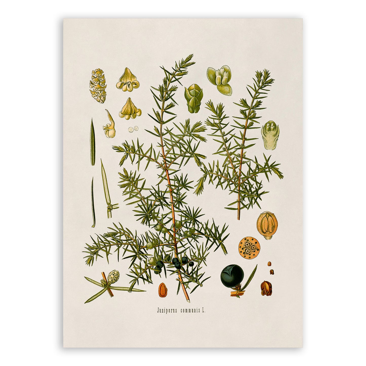 Juniper Plant Botanical Illustration Print, MOBO38