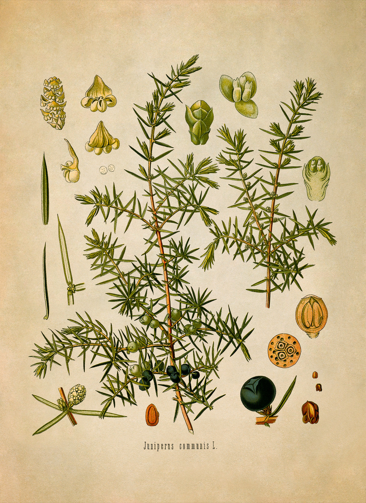 Juniper Plant Botanical Illustration Print, MOBO38