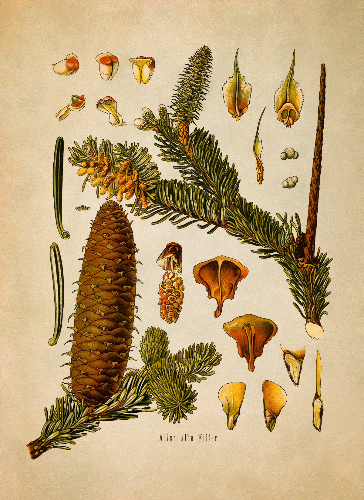 Silver Fir Tree Botanical Illustration Print, MOBO39