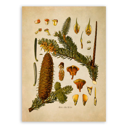 Silver Fir Tree Botanical Illustration Print, MOBO39