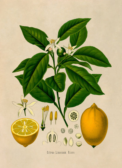 Lemon Tree Botanical Illustration Print, MOBO3