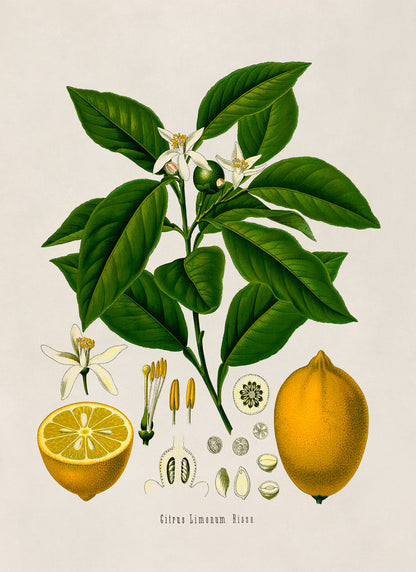 Lemon Tree Botanical Illustration Print, MOBO3