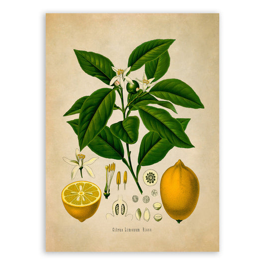 Lemon Tree Botanical Illustration Print, MOBO3