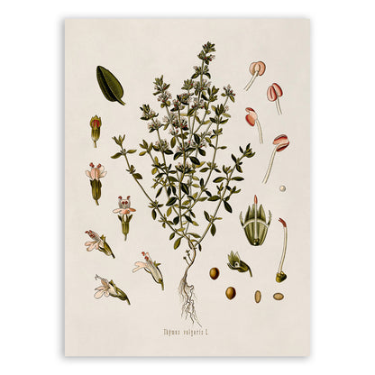 Thyme Plant Botanical Illustration Print, MOBO41