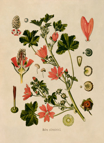 Common Mallow Plant Botanical Illustration Print, MOBO42