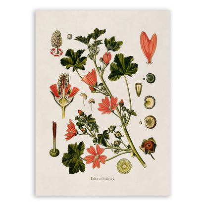 Common Mallow Plant Botanical Illustration Print, MOBO42