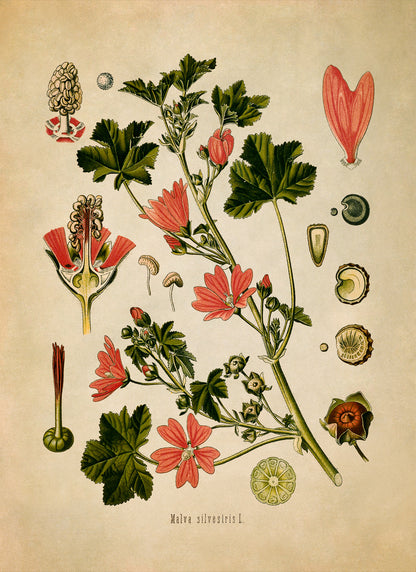 Common Mallow Plant Botanical Illustration Print, MOBO42