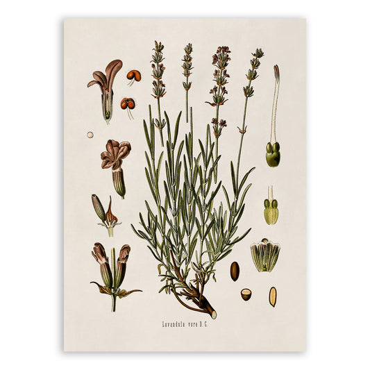 English Lavender Plant Botanical Illustration Print, MOBO43