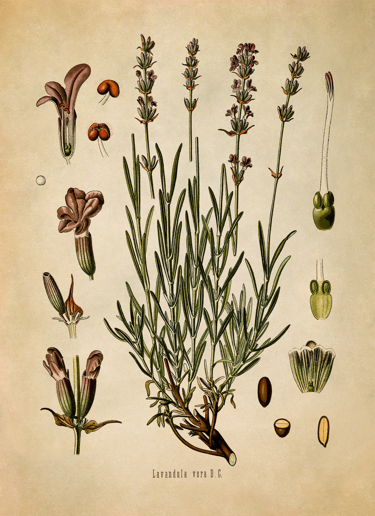 English Lavender Plant Botanical Illustration Print, MOBO43