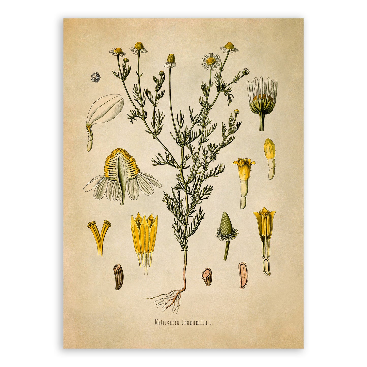 Chamomile Plant Botanical Illustration Print, MOBO44