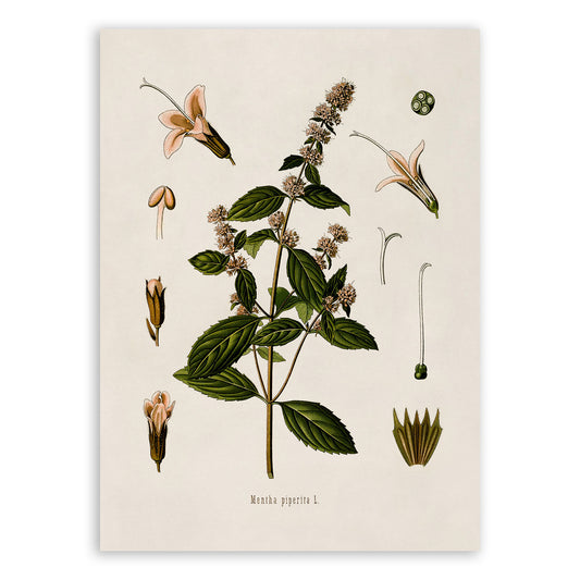 Peppermint Plant Botanical Illustration Print, MOBO46