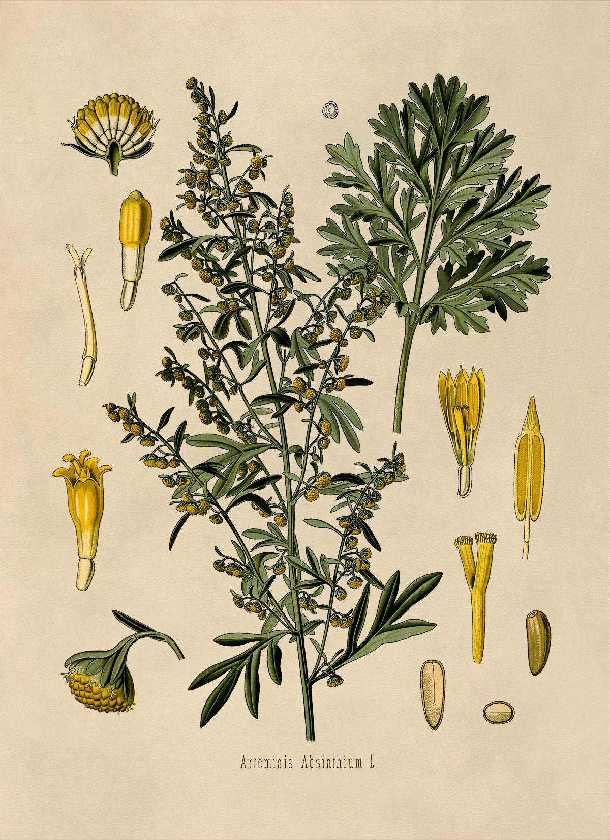 Wormwood Plant Botanical Illustration Print, MOBO47