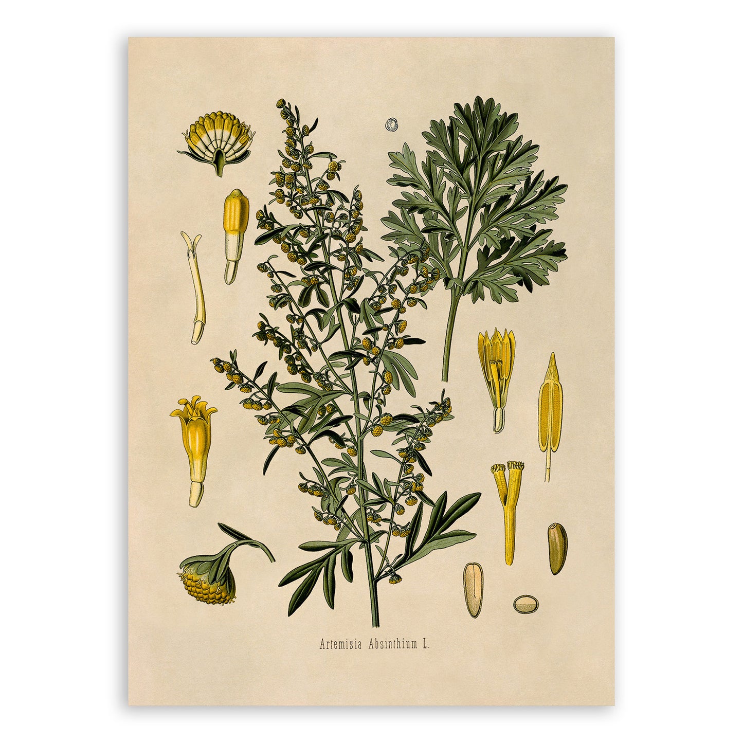 Wormwood Plant Botanical Illustration Print, MOBO47