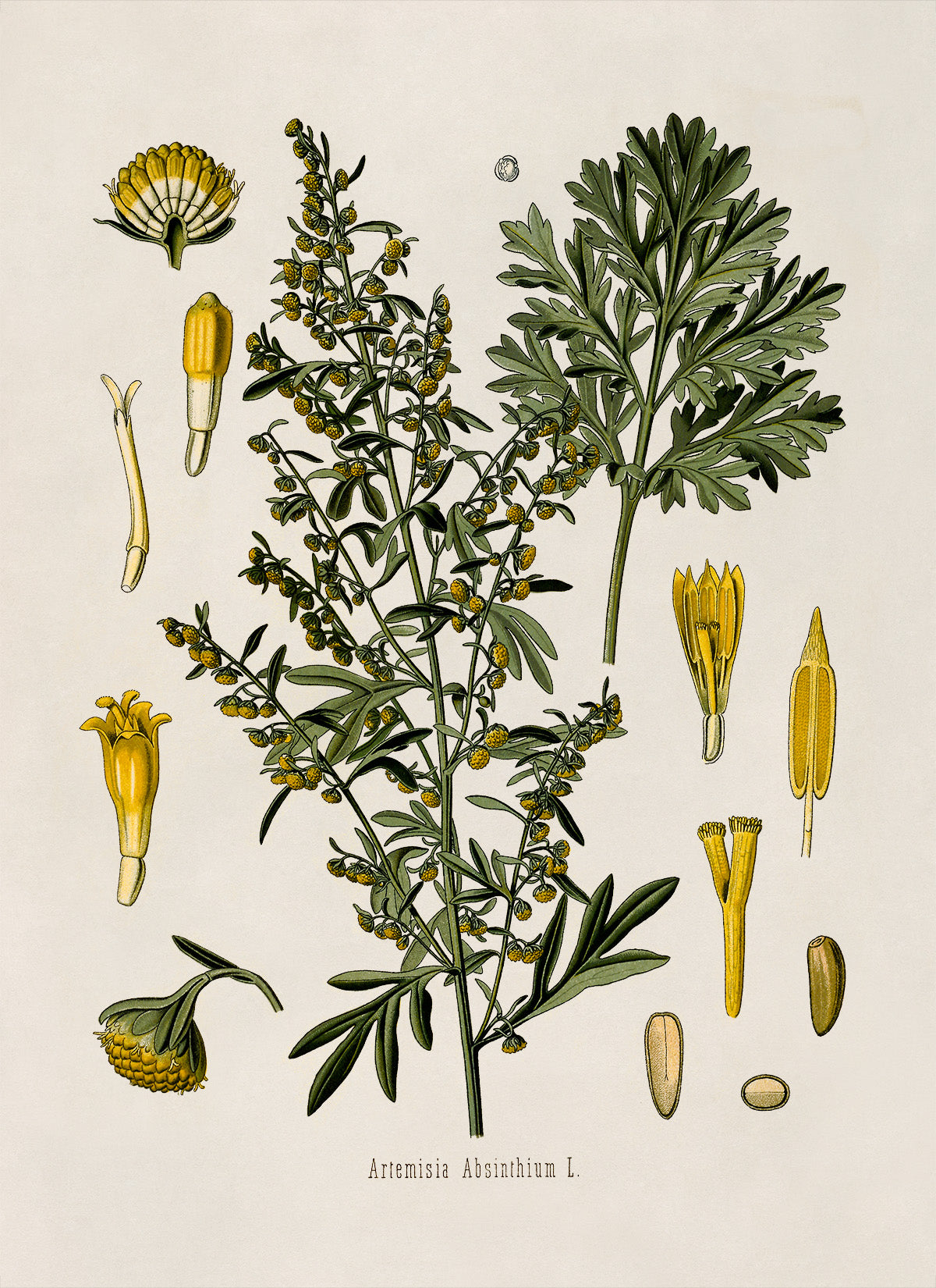 Wormwood Plant Botanical Illustration Print, MOBO47