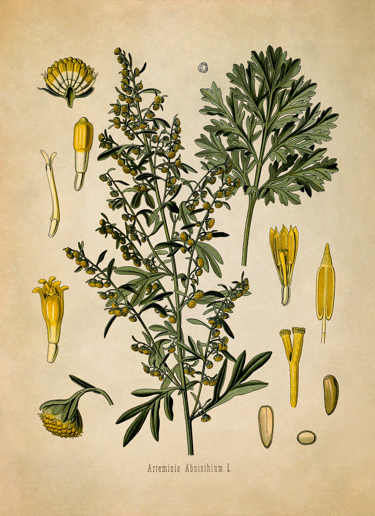 Wormwood Plant Botanical Illustration Print, MOBO47