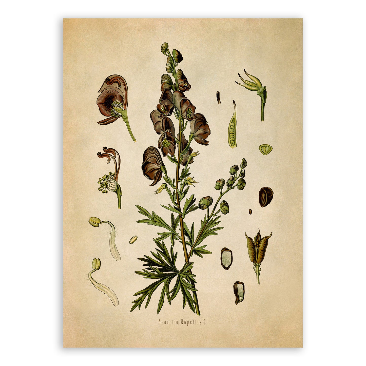 Monkshood Poisonous Plant Botanical Illustration Print, MOBO48