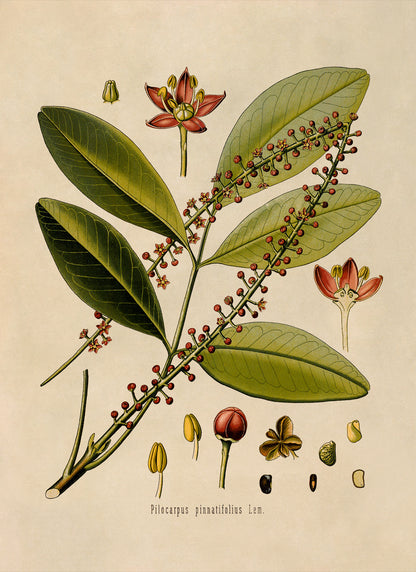 Jaborandi Plant Botanical Illustration Print, MOBO49