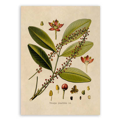 Jaborandi Plant Botanical Illustration Print, MOBO49