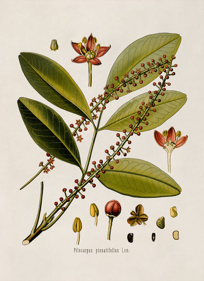 Jaborandi Plant Botanical Illustration Print, MOBO49