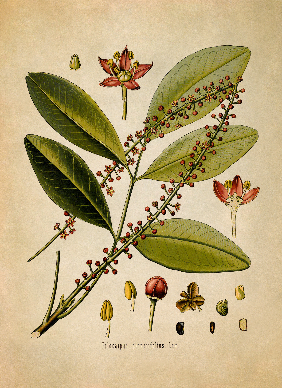 Jaborandi Plant Botanical Illustration Print, MOBO49