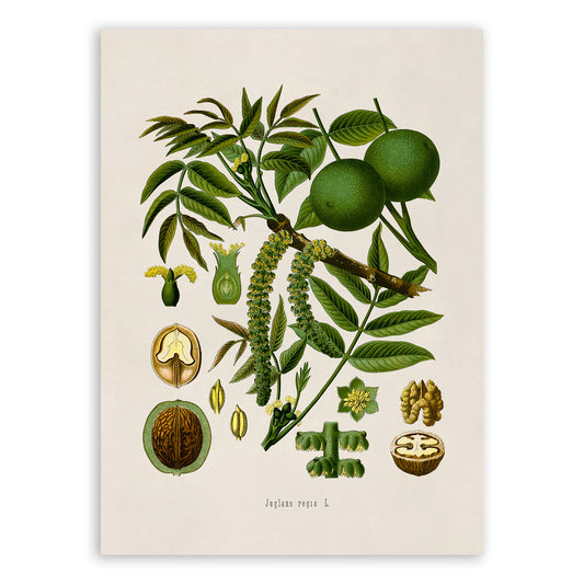 English Walnut Tree Botanical Illustration Print, MOBO4