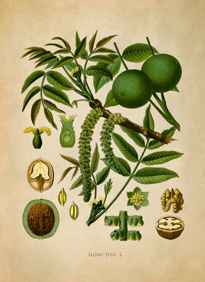 English Walnut Tree Botanical Illustration Print, MOBO4