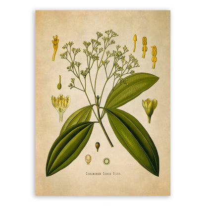 Chinese Cinnamon Plant Botanical Illustration Print, MOBO50