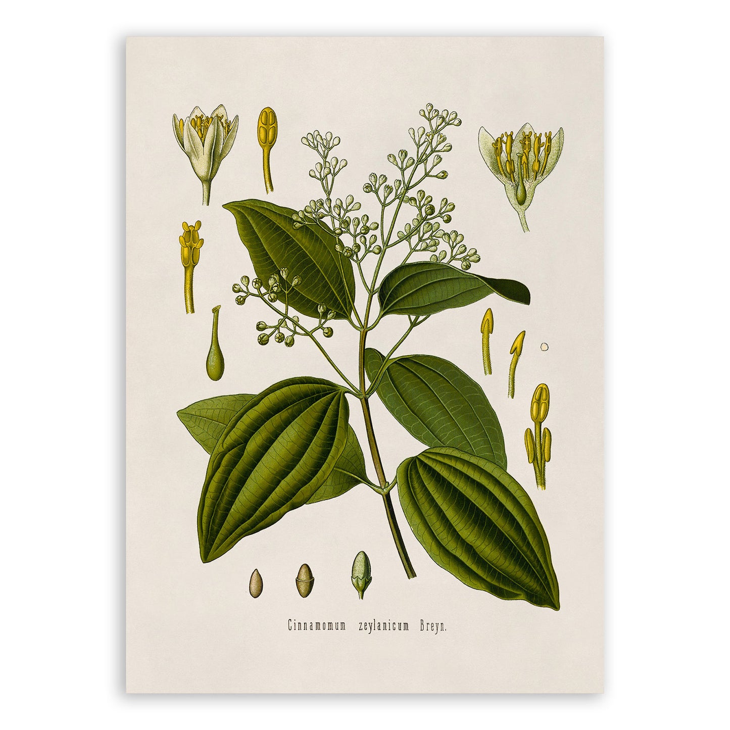 Cinnamon Plant Botanical Illustration Print, MOBO51