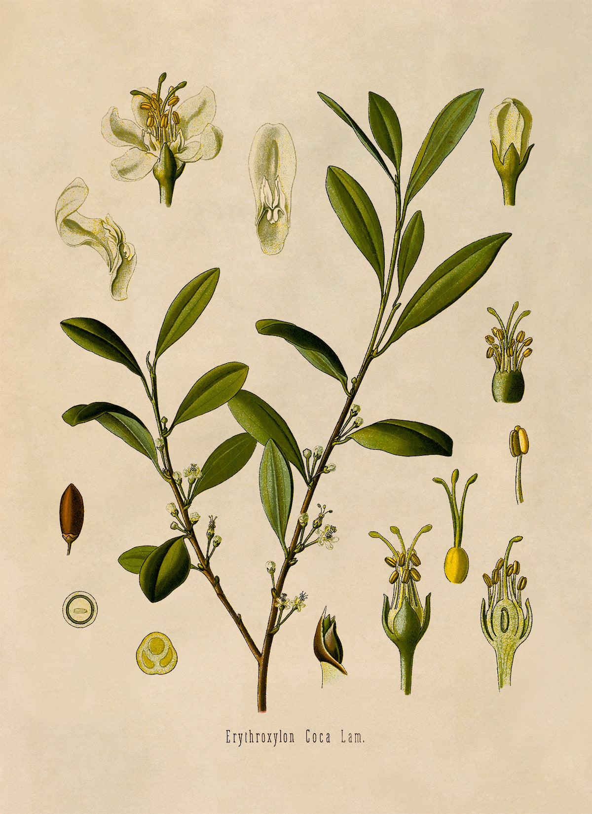 Coca Plant Botanical Illustration Print, MOBO52