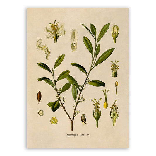 Coca Plant Botanical Illustration Print, MOBO52