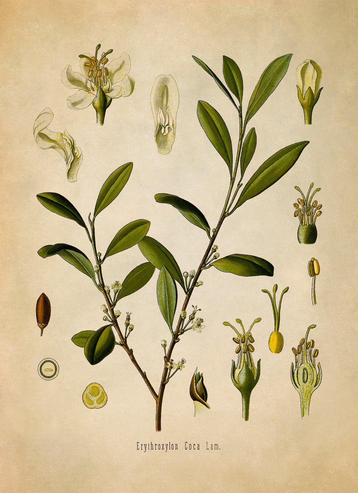 Coca Plant Botanical Illustration Print, MOBO52