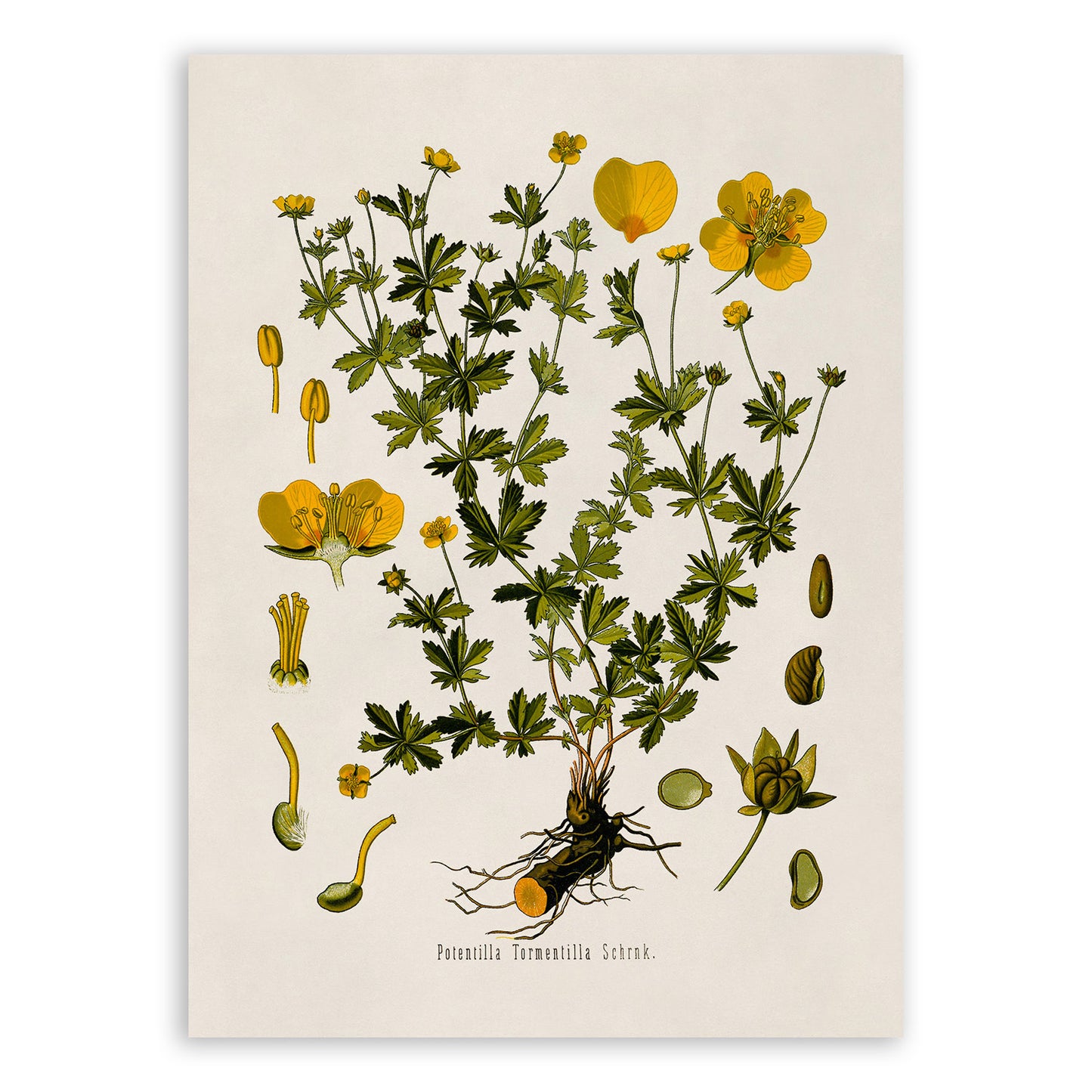 Tormentil Plant Botanical Illustration Print, MOBO53