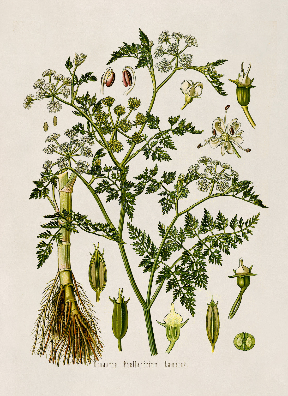 Water Dropwort Botanical Illustration Print, MOBO54