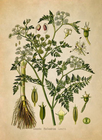 Water Dropwort Botanical Illustration Print, MOBO54