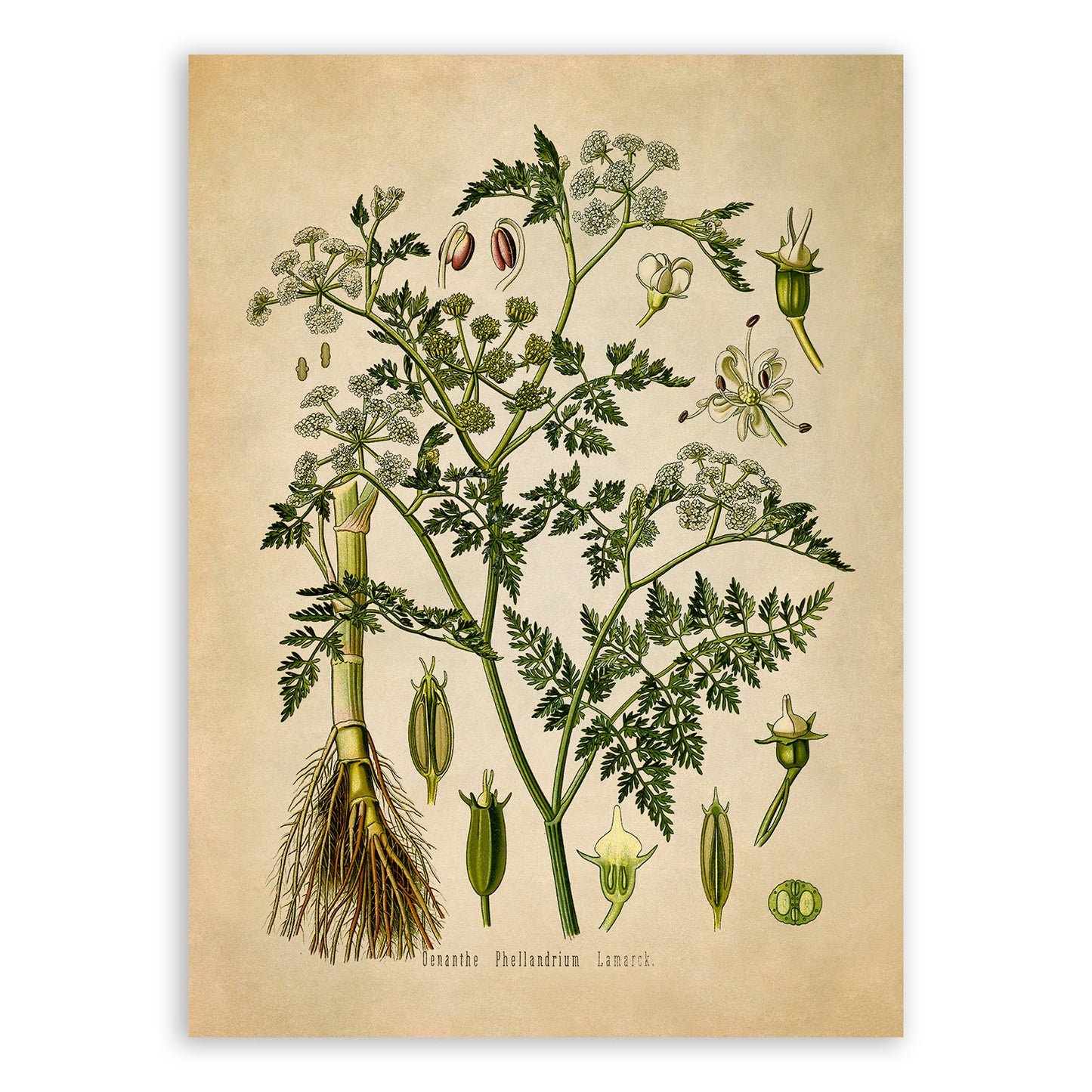 Water Dropwort Botanical Illustration Print, MOBO54