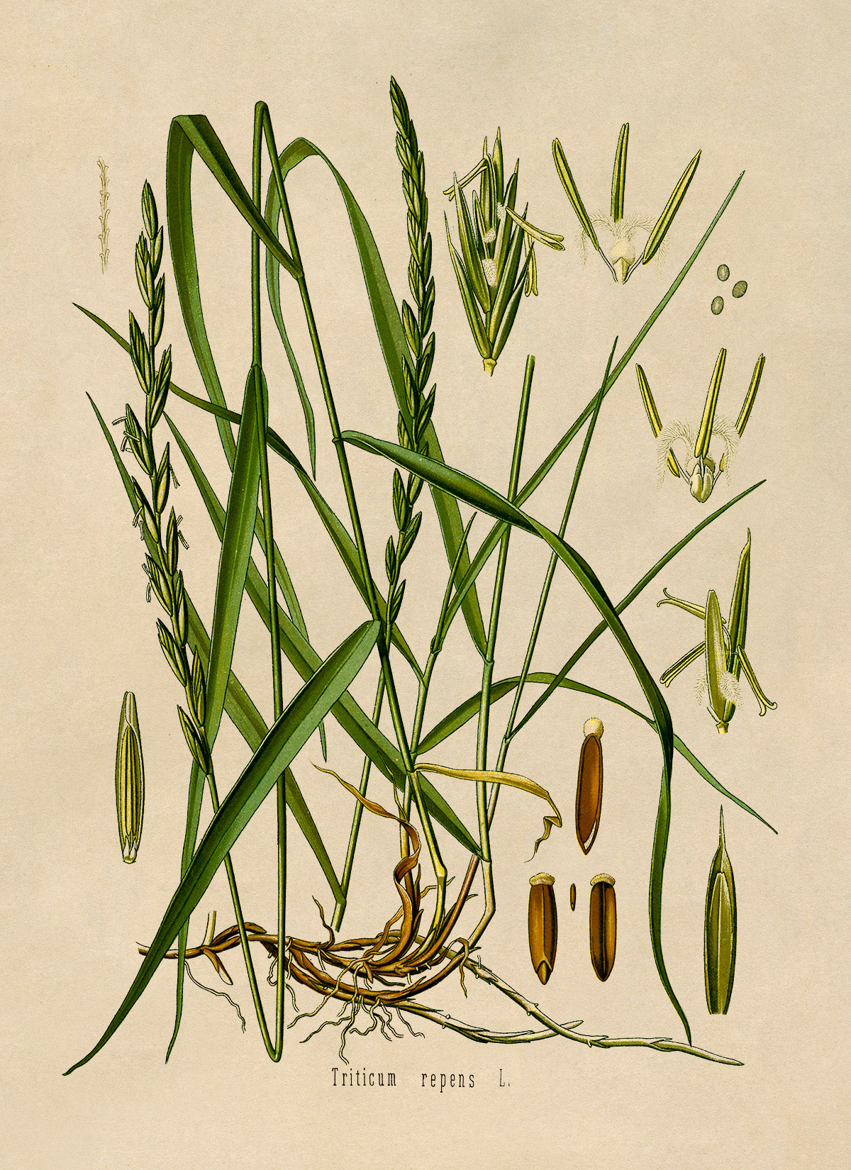 Couch Grass Botanical Illustration Print, MOBO55