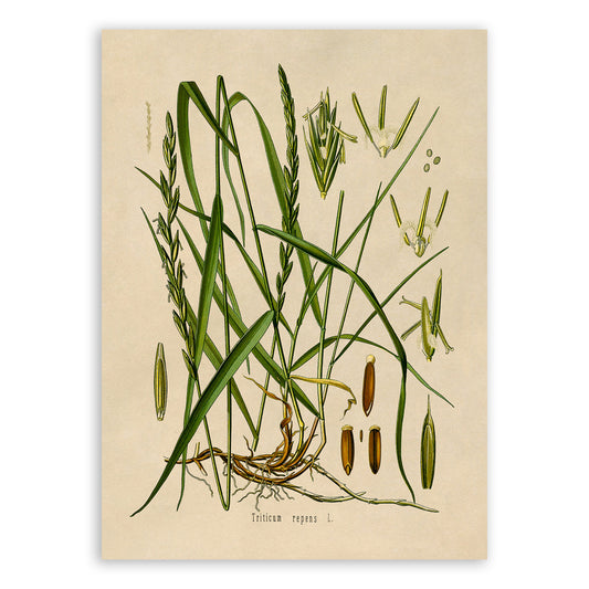 Couch Grass Botanical Illustration Print, MOBO55