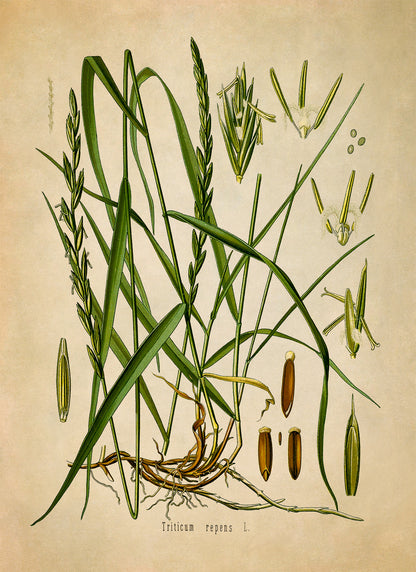 Couch Grass Botanical Illustration Print, MOBO55